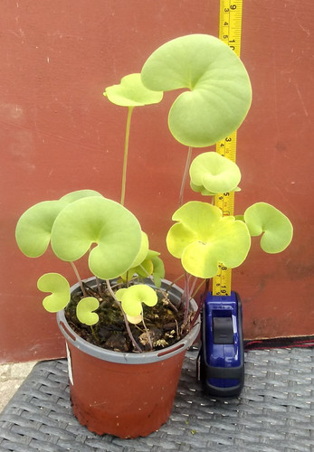 Utricularia reniformis - utricularia,