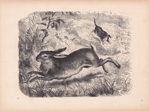 Antique hunting dog chasing - antique,