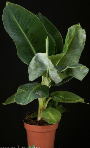 Musa acuminata banana plants - acuminata,