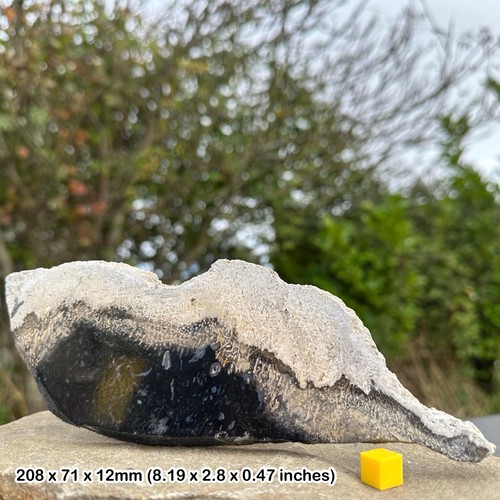 Polished palm tree petrified