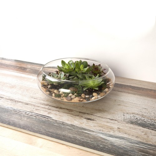 Glass terrarium succulent - glass,