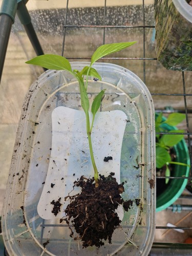 Sweet pepper bell - bell, peppers