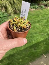 Venus Fly Trap, Dionaea