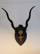 Museum Quality Mounted Black Buck Taxidermy Skull Antlers Horn Mount