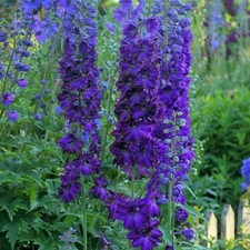2 x Delphinium ‘Dark Blue &
