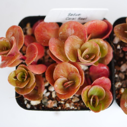 Sedum tetractinum coral - tetractinum,