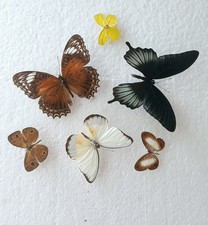 Butterfly Collection Set x6