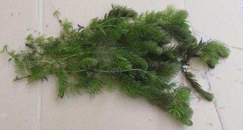 Ceratophyllum demersum - x,