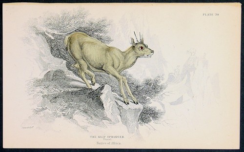 1833 jardine antique print - antique,
