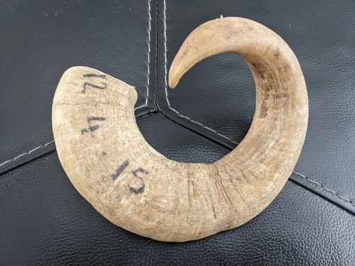 Rams horn for stick - horn, making