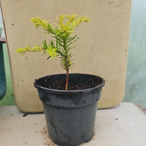 English yew conifer tree - english,