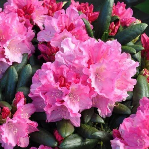 Ericaceous topsoil - ericaceous, (acidic)