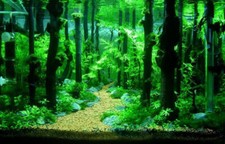 Aquarium wood fish - fish, tank