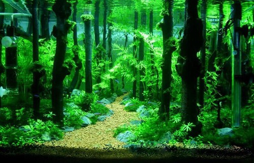 Aquarium wood fish tank - aquarium,