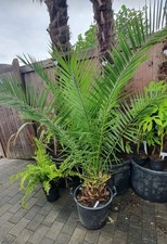 Phoenix Canary palm 5ft Feather Palm Tree. Hardy To - 7c. Tropical Garden plant