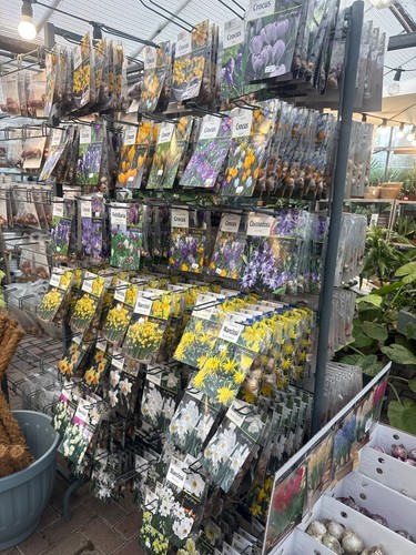 Bulbs garden - garden,