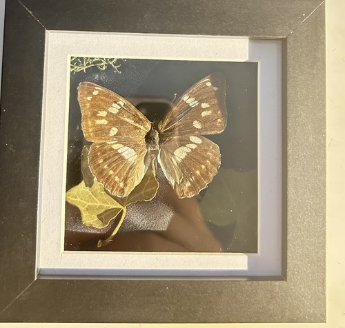 Framed mounted butterfly - mounted,