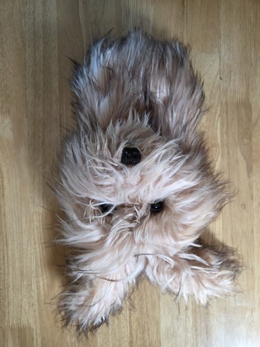 Daphne scruffy dog golf - dog,