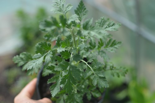 Feverfew plants 9cm - feverfew, |
