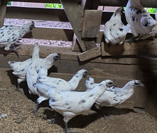 5+ Zombie (Ayam Cemani x White