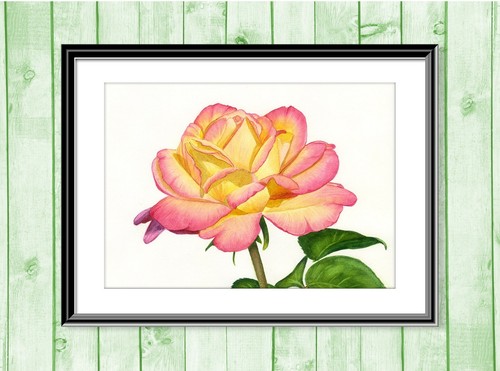 Peace rose botanical - rose,