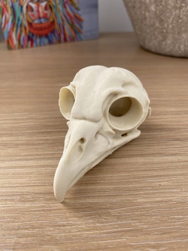 Replica barred owl skull - owl, faux