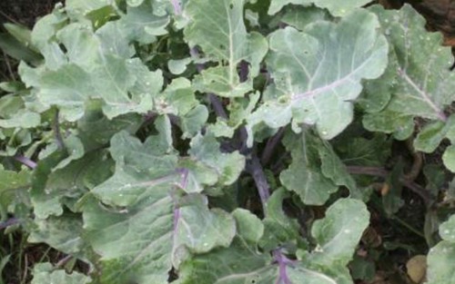 Wild cabbage brassica oleracea - wild,