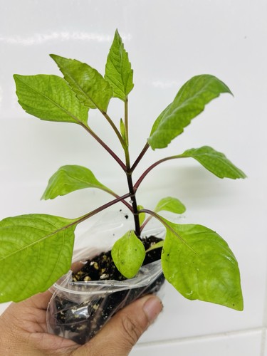 Dahlia plants bloody mary - plants-, --