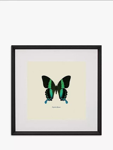 John lewis papilio blumei - john,