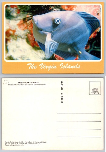 Virgin islands blue tang fish - virgin,
