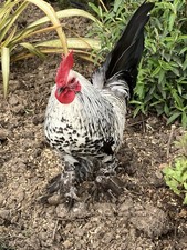 6 X Silver Millefleurs Bantam