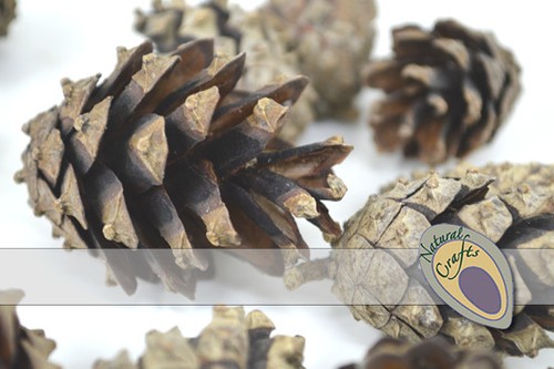 500g scots pine - scots, cones