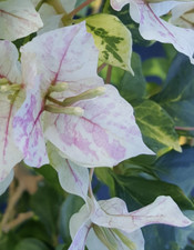 Bougainvillea Sunstone White