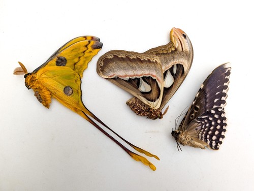 Entomology taxidermy atlas - taxidermy:,