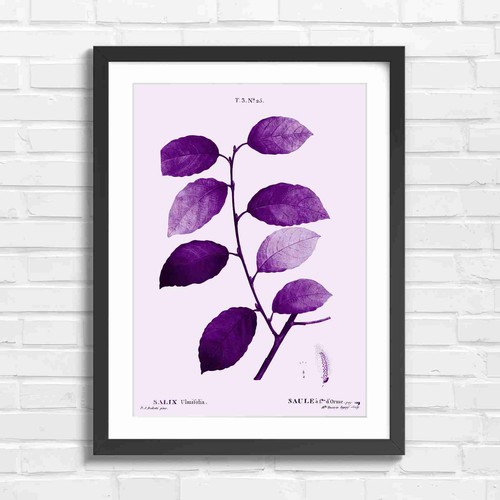 Botanical willow branch study - botanical,