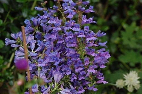 Penstemon heterophyllus - ,