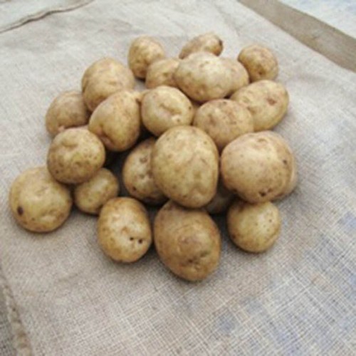 Seed potatoes 2nd early - seed,