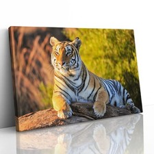 Tiger Big Cat Sitting Canvas