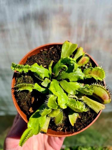 Dionaea muscipula zip - muscipula,