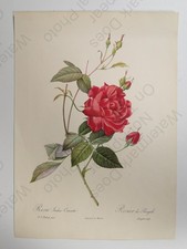 Redouté Red Rose Botanical