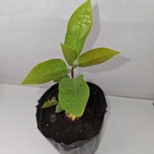 Avocado Plant – Young Tree in Soft Nursery Pot