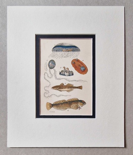 Sowerby jellyfish goby - jellyfish,, &