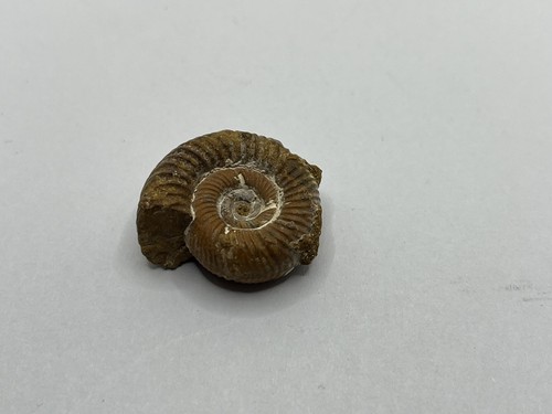 Perisphinctes ammonite from - perisphinctes,