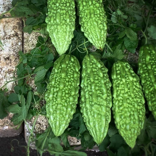 100 genuine hybrid - 100%,