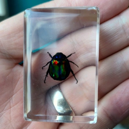Real beetle bug - bug, insect