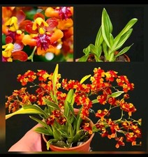 Mini Oncidium Twinkle "Tiny