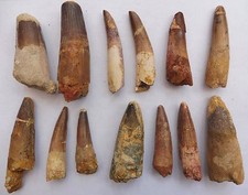 Spinosaurus Teeth from Morocco, Cretaceous Period - Genuine Dinosaur Fossils.