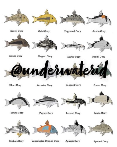 Corydoras print wall art buy - print,