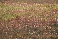 Pond Kanas As Monet Painting