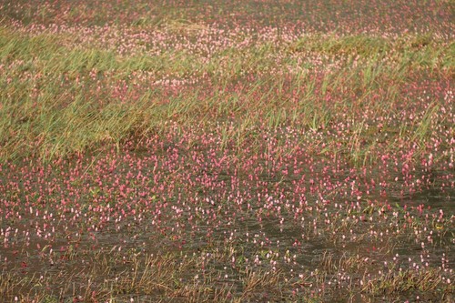 Pond kanas monet painting - as,